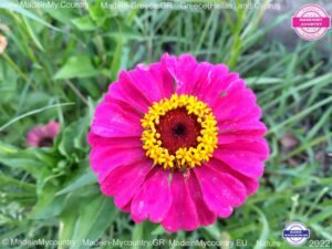 MadeinMycountry-MadeinMycountryGR-MadeinMycountyry-EU-Greece-Cyprus-Hellas-Madein-Greece-and-Cyprus-EU-Europe