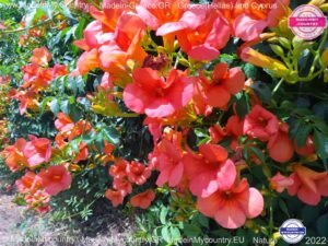 MadeinMycountry-MadeinMycountryGR-MadeinMycountyry-EU-Greece-Cyprus-Hellas-Madein-Greece-and-Cyprus-EU-Europe