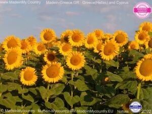 MadeinMycountry-MadeinMycountryGR-MadeinMycountyry-EU-Greece-Cyprus-Hellas-Madein-Greece-and-Cyprus-EU-Europe