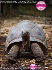 MadeinMycountry-MadeinMycountryAfrica-Africa-Madein-Africa-MadeinMycountryNET-Culture-History-Zanzibar-Africa