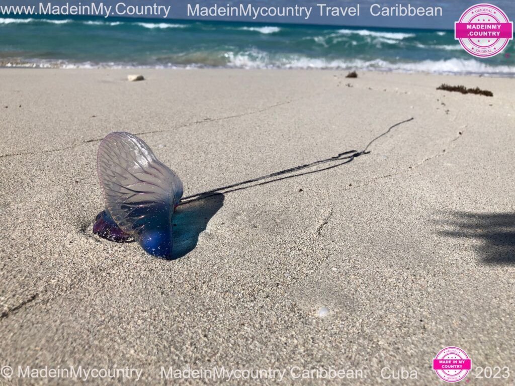 MadeinMycountry-Caribbean-MadeinMycountryCaribbean-MadeinMycountryTravel-Travel-Vacation-MadeinMycountrySponsorships-Caribbean-Cuba