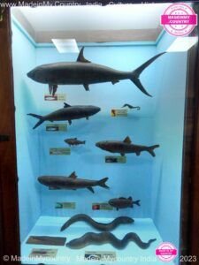 MadeinMycountry-MadeinMycountryIN-India-MadeinMycountryIndia-Kerala-Asia-MadeinMycountryAsia